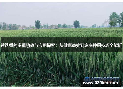迷迭香的多重功效与应用探索:从健康益处到家庭种植技巧全解析